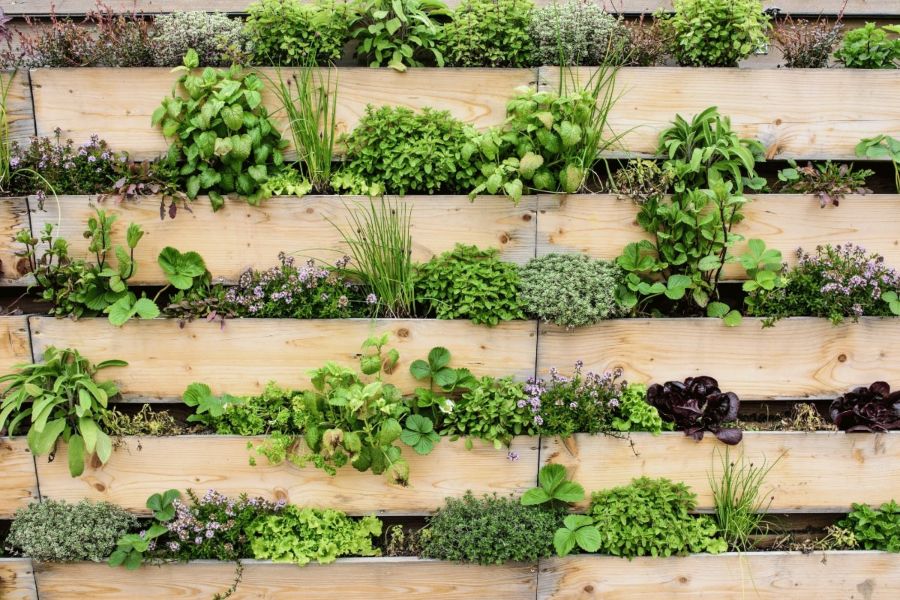 Vertical Garden