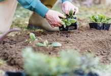 The Role of Flowers in Sustainable Gardening for LA Residents The Role of Flowers in Sustainable Gardening for LA Residents