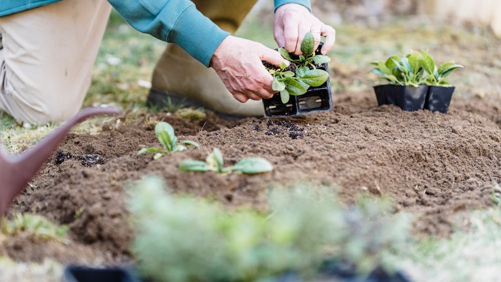 The Role of Flowers in Sustainable Gardening for LA Residents The Role of Flowers in Sustainable Gardening for LA Residents