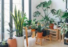 Can Apartment Dwellers Enjoy the Benefits of Nature Indoors? Can Apartment Dwellers Enjoy the Benefits of Nature Indoors