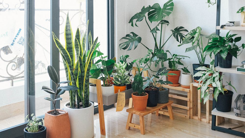 Can Apartment Dwellers Enjoy the Benefits of Nature Indoors Can Apartment Dwellers Enjoy the Benefits of Nature Indoors