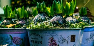 How to Use a Shipping Container as a Garden Shed for Plant Starters How to Use a Shipping Container as a Garden Shed